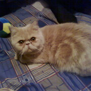 cats.exot группа в Моем Мире.