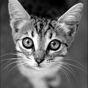 pet.. группа в Моем Мире.