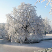 ЗИМА КАРП on My World.