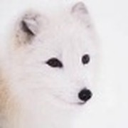 Arcticfox . on My World.