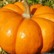 pumpkin pumpkin on My World.