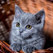 Александра Кот on My World.