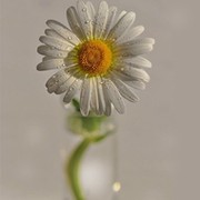 Ирина Фомина on My World.
