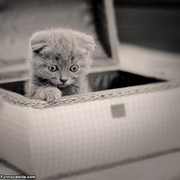 Hasmik Stepanyan on My World.