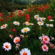 Александра 🌸🌸🌸 on My World.
